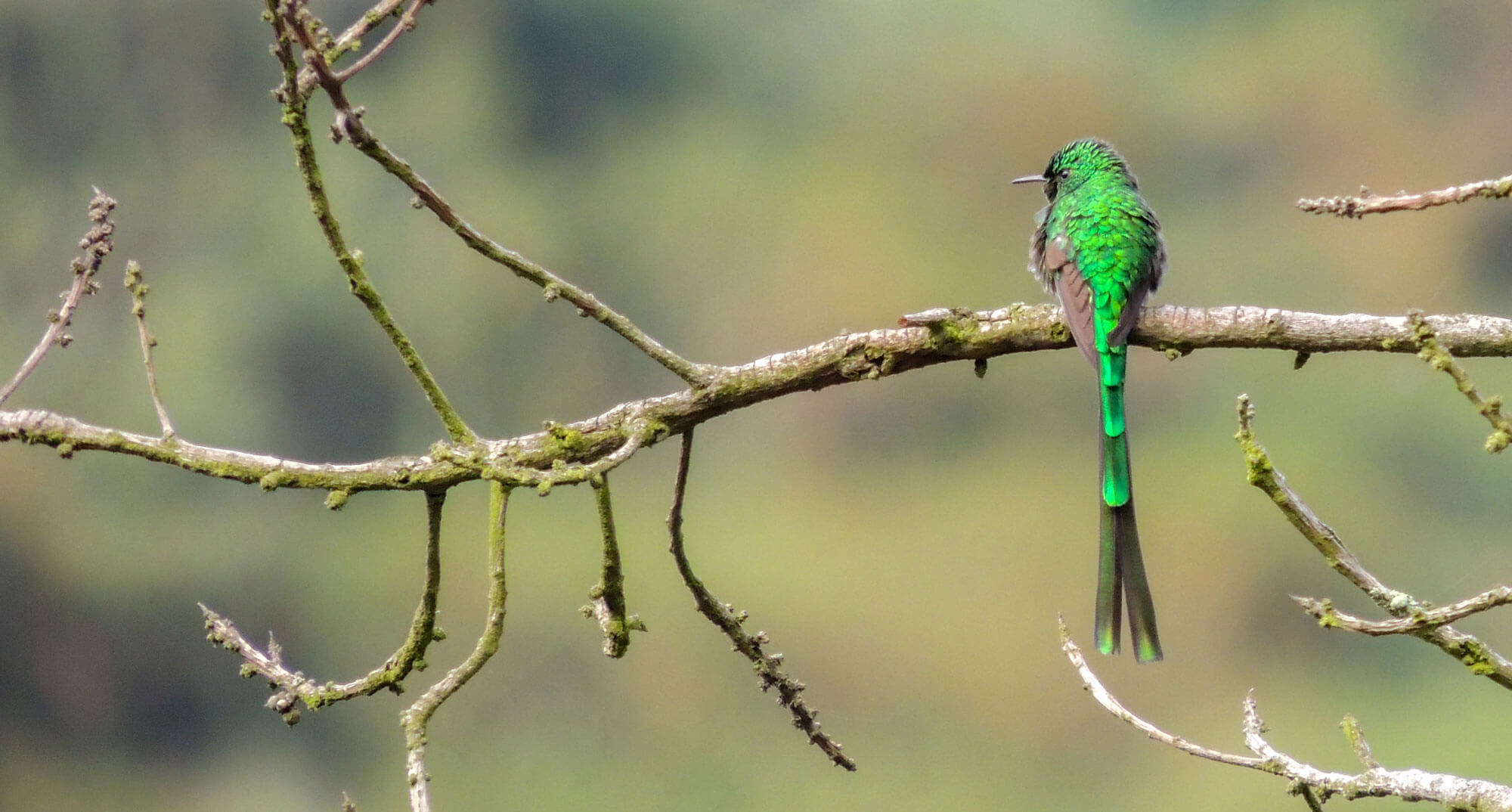 Colibrí-colilargo-menor-(Lesbia-nuna)