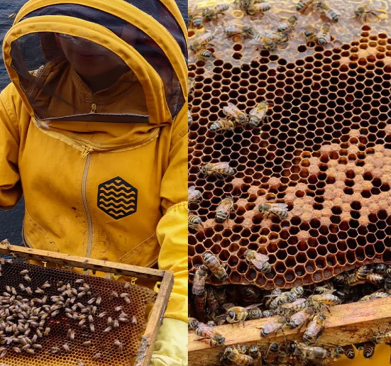 Noticia---Trabajamos-por-la-conservación-de-los-polinizadores