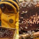 Noticia---Trabajamos-por-la-conservación-de-los-polinizadores