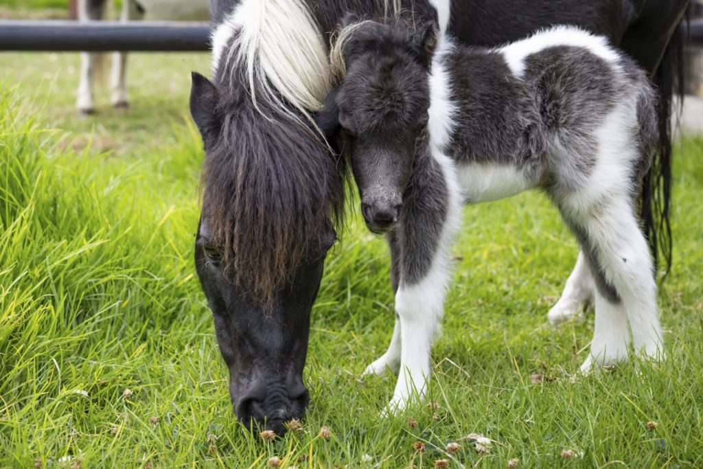 pony Perseo