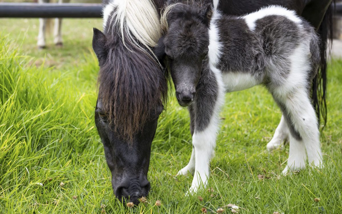 nacimiento de un pony en la Reserva Natural Bioparque Wakatá