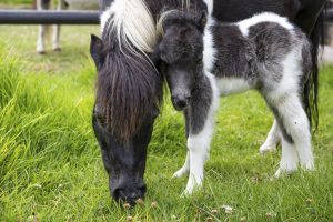 nacimiento de un pony en la Reserva Natural Bioparque Wakatá