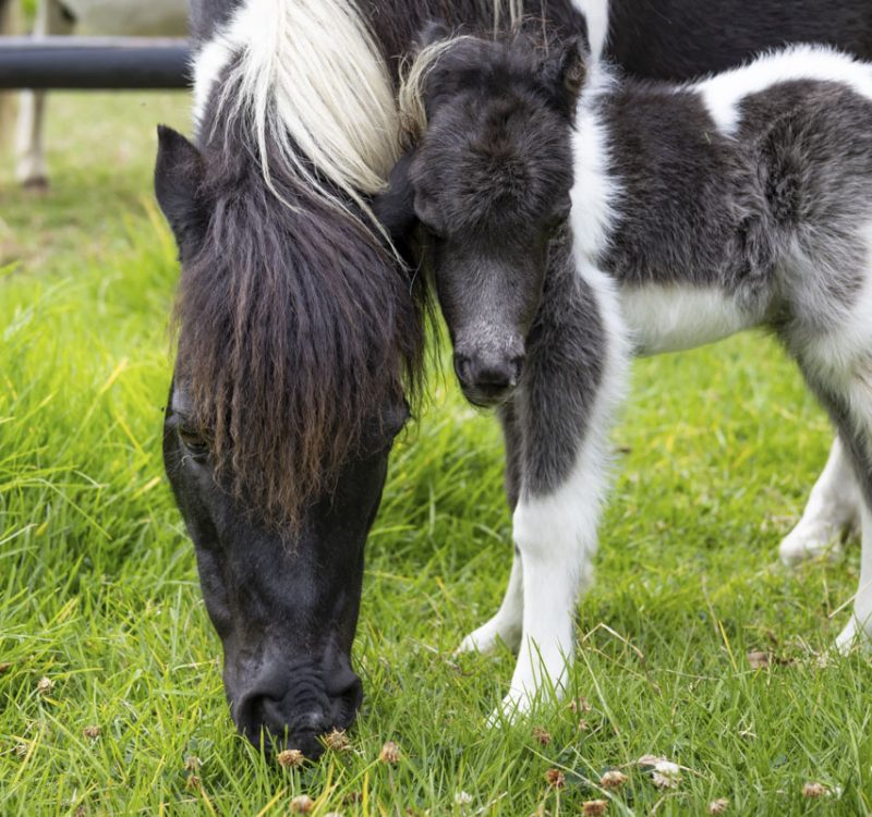 pony Perseo