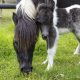 nacimiento de un pony en la Reserva Natural Bioparque Wakatá