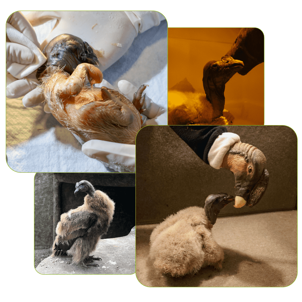 fotos rafiki condor