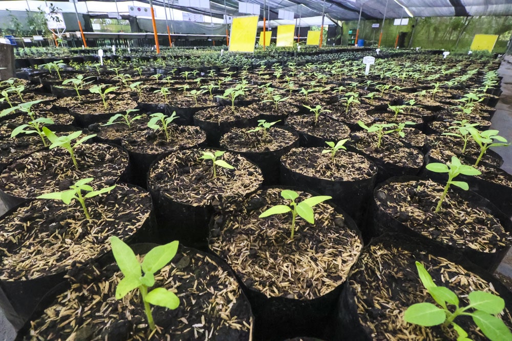 vivero04-min