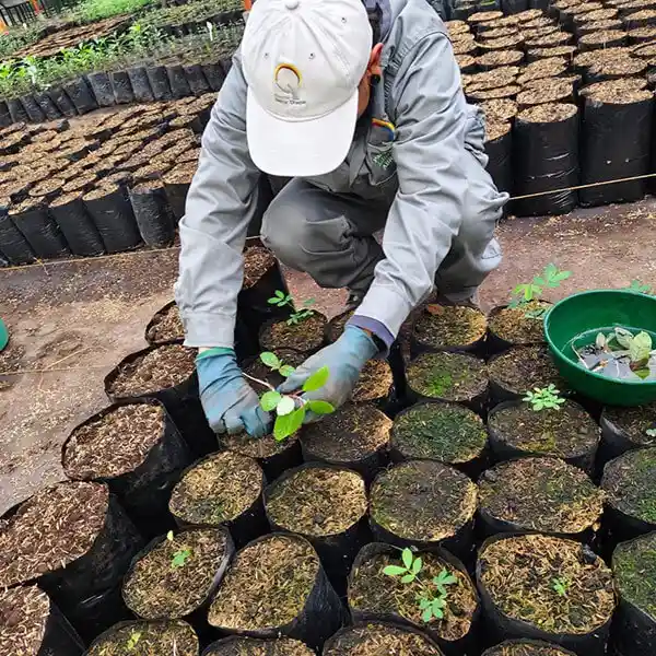 transplante de plantulas