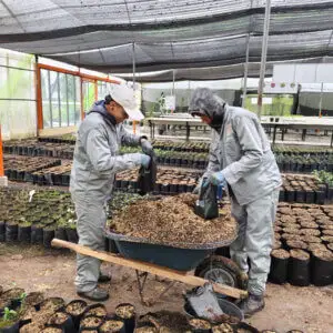 proceso de embolse de plantulas vivero
