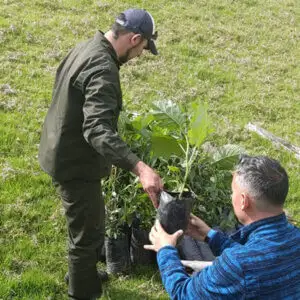 entrega de árboles