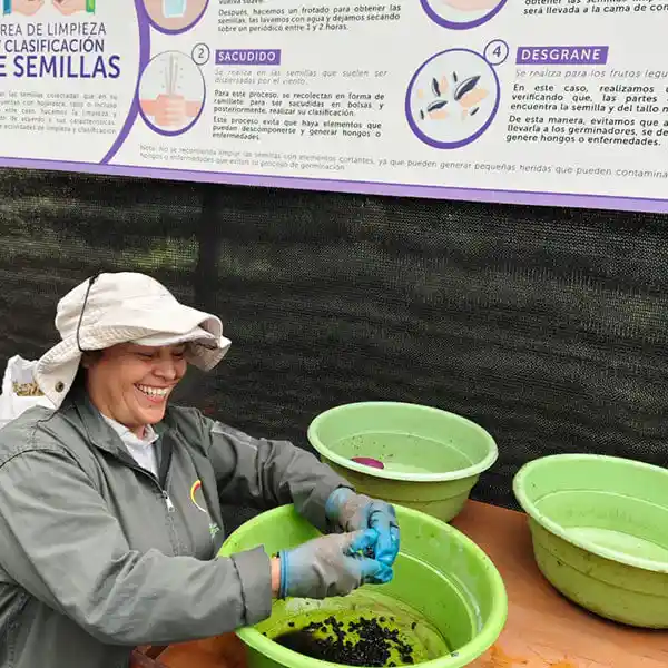 proceso de Limpieza de semilla vivero