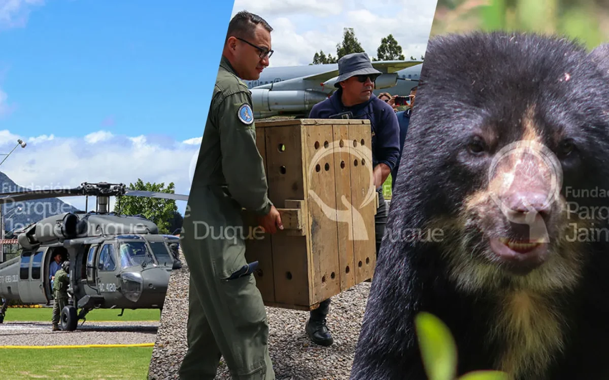 Noticio dos osos andinos llegaron al santuario del oso de anteojos de la fundacion parque jaime duque