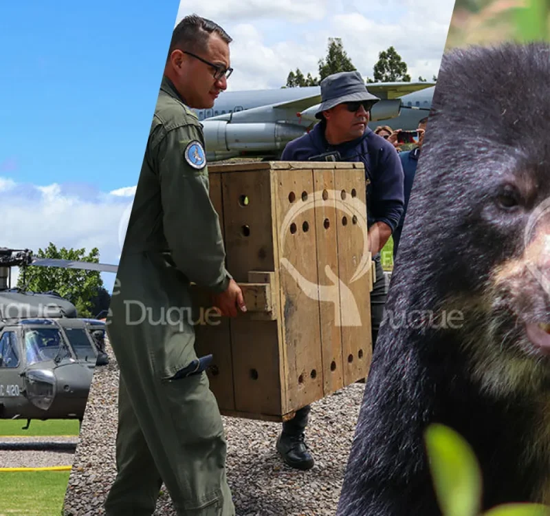 Noticio dos osos andinos llegaron al santuario del oso de anteojos de la fundacion parque jaime duque