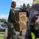 Noticio dos osos andinos llegaron al santuario del oso de anteojos de la fundacion parque jaime duque