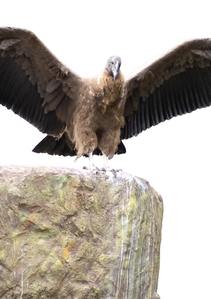 condor rafiki extendiendo las alas