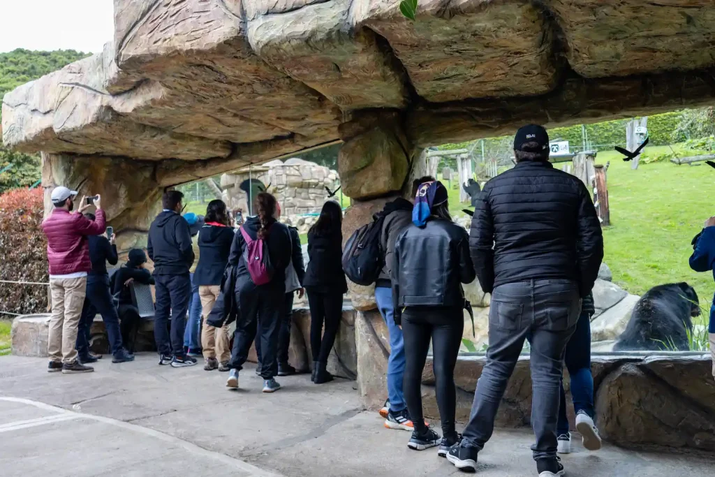 Miembros Koju Motos en bioparque, recinto de osos de anteojos