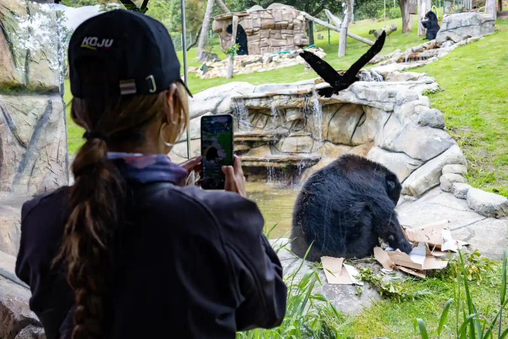 Miembros Koju Motos en bioparque, recinto de osos de anteojos
