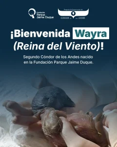 Banner Bienvenida Wayra Sep25Mesa de trabajo 1 copia