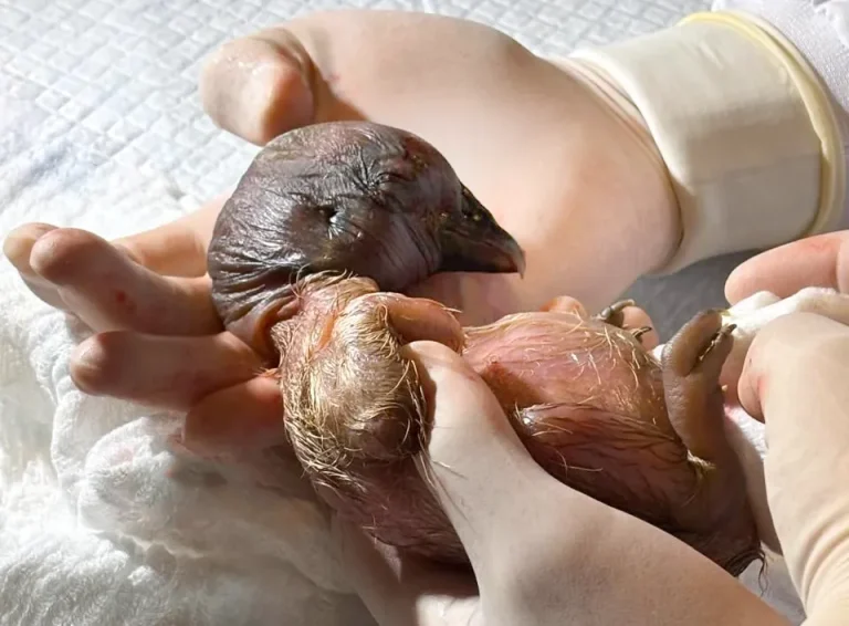 Wayra segundo condor nacido en parque jaime duque