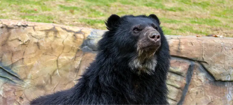 oso-de-anteojos-repositorio