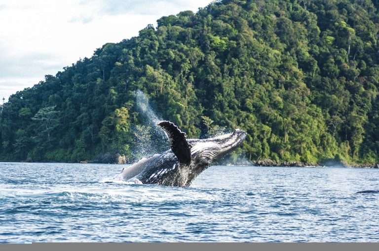 Pácifico Colombiano | Foto: Parques Nacional Naturales de Colombia