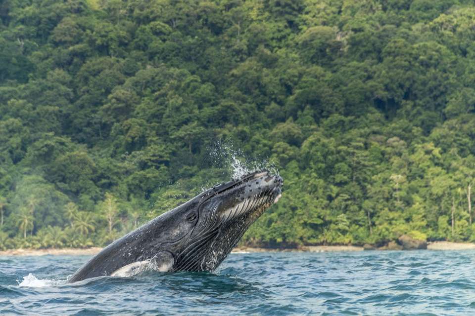 Ballenas en el Pacífico Colombiano | Parques Nacionales de Colombia