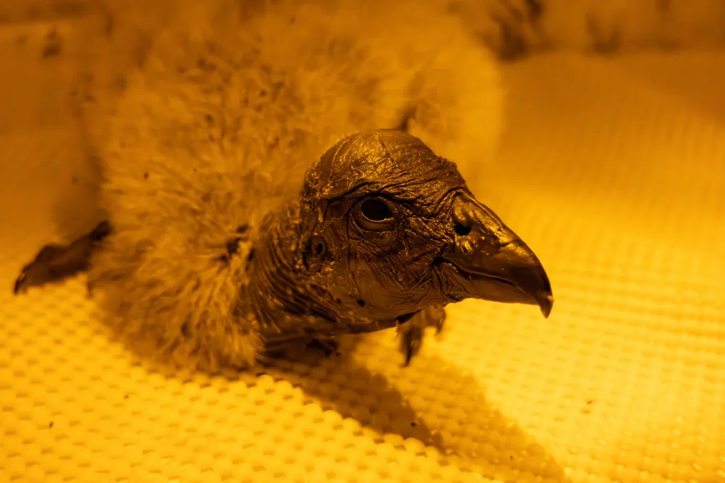 ambar cria de condor de los andes