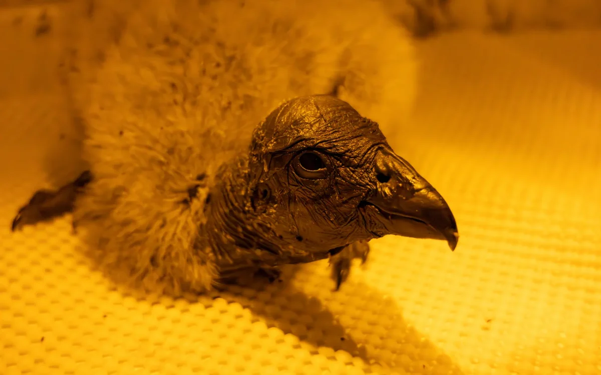 ambar cria de condor de los andes