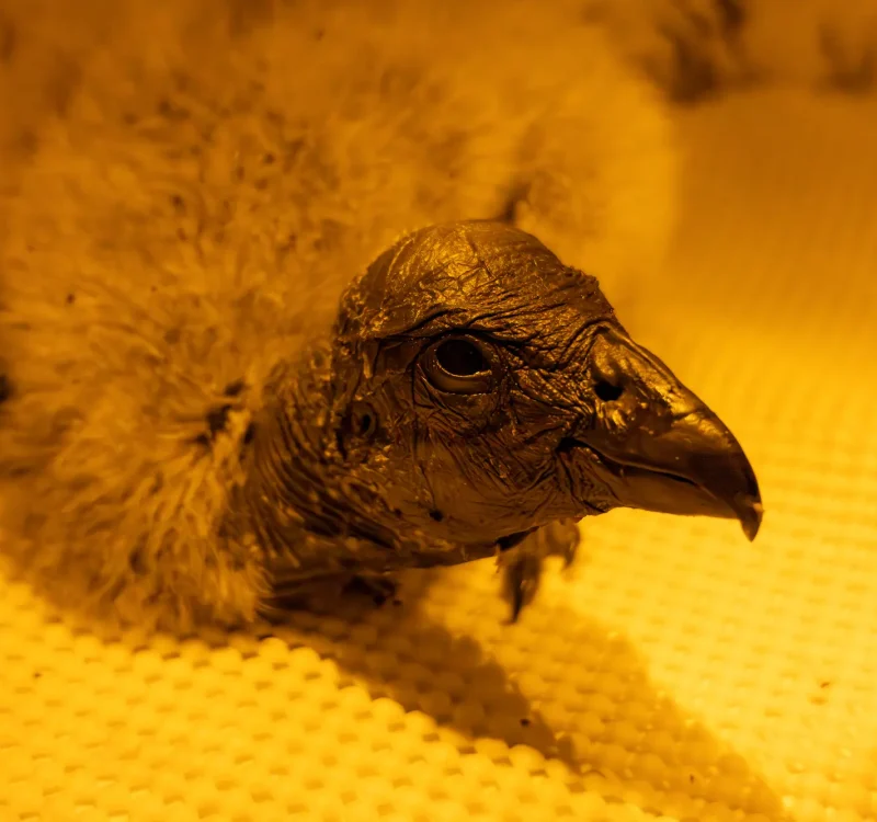 ambar cria de condor de los andes