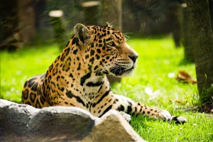 Jaguar de Bioparque Wakata