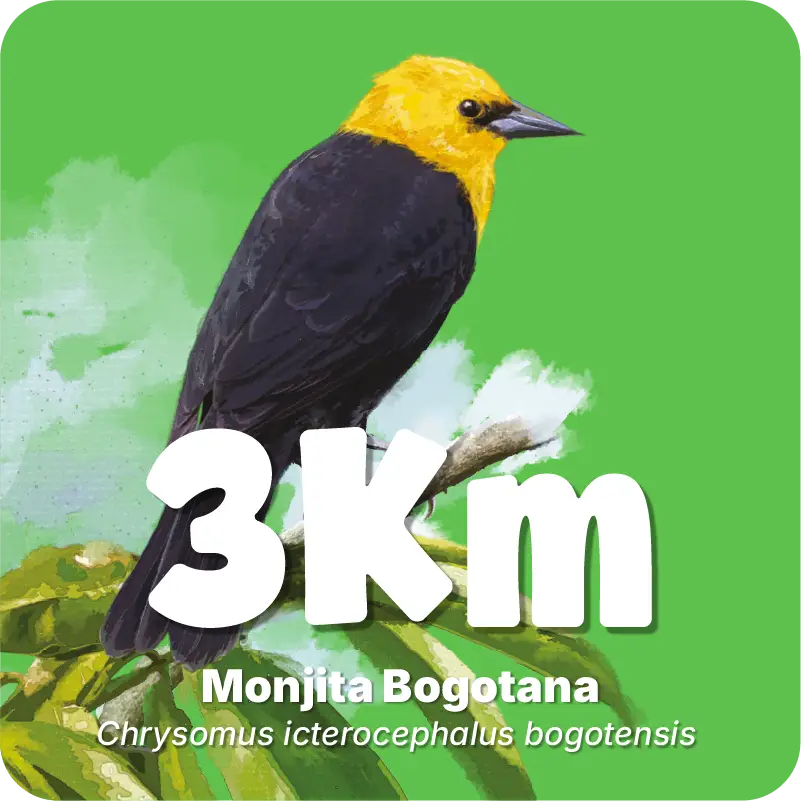 Categoría 3K - Carrera árboles para mi país