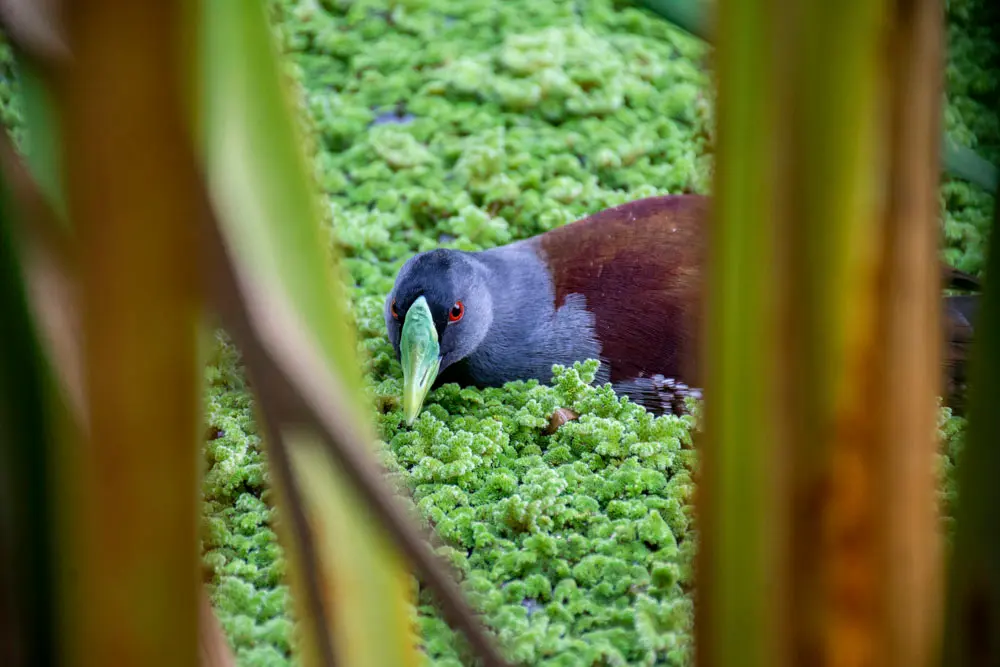 Monitoreo de biodiversidad