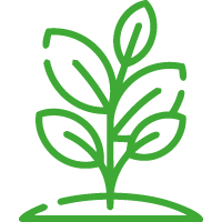 Siembra de un árbol nativo