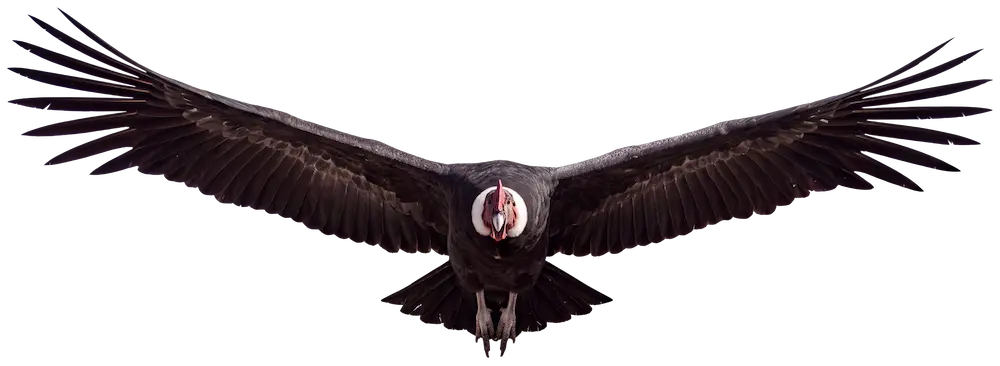 Condor de los andes alas extendidas