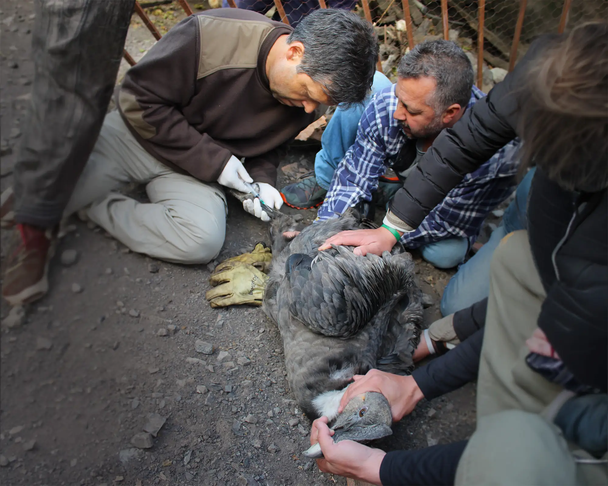 Rescate de cóndor de los Andes
