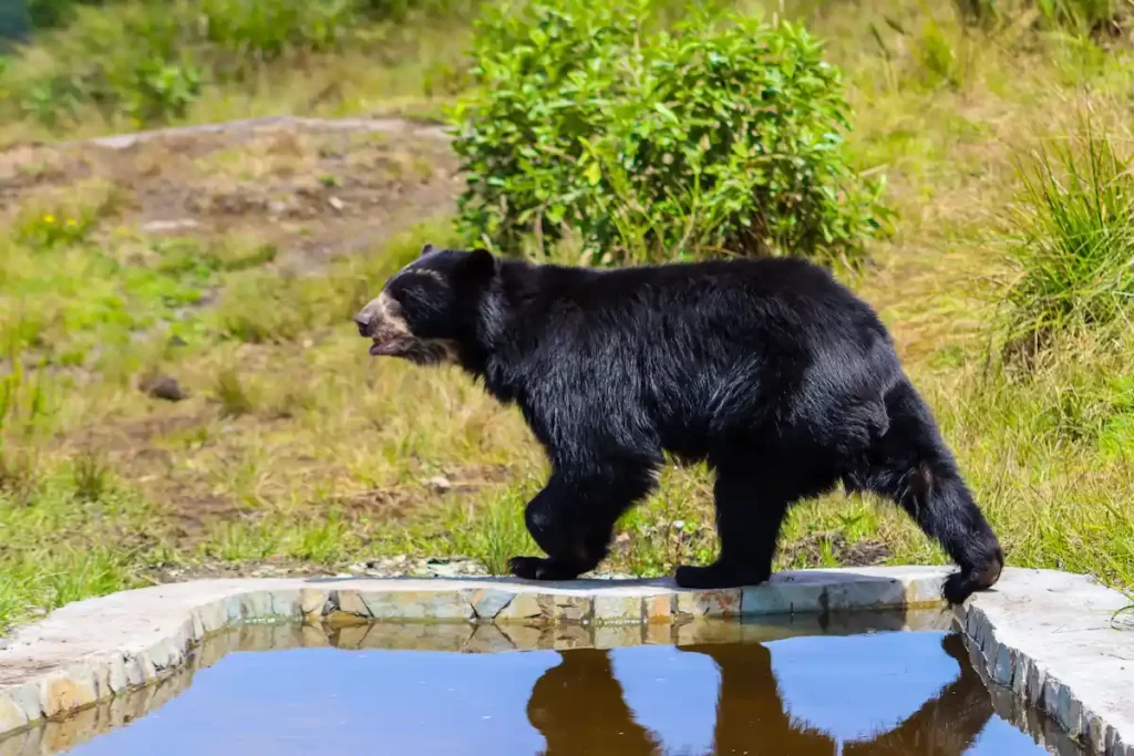 Oso ne anteojos santuario del oso