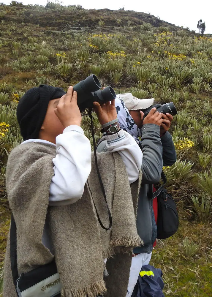 Monitoreo en hábitat natural - Cóndor Andino