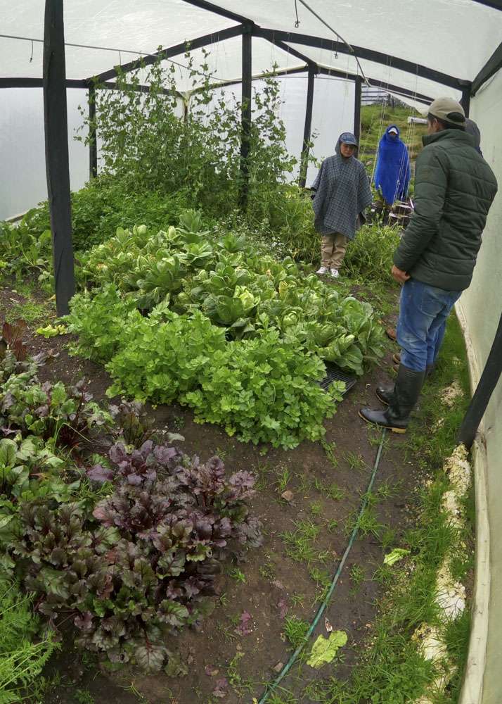 Vivero y siembras en páramo