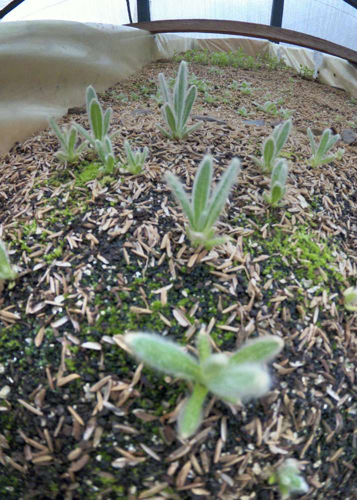 Vivero y siembras en páramo