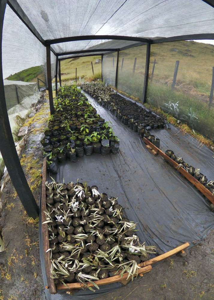 Vivero y siembras en páramo