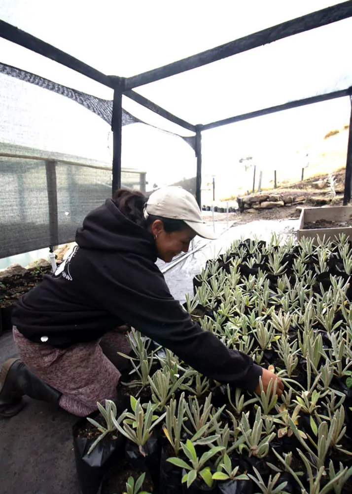 Vivero y siembras en páramo (6)