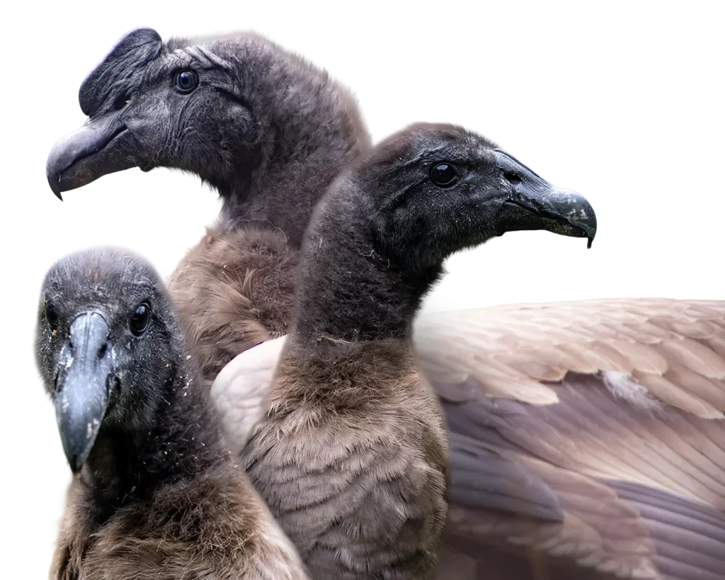 hermanos condor