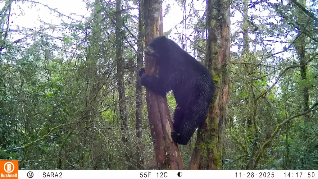 Foto cámara trampa - Monitoreo Oso Andino