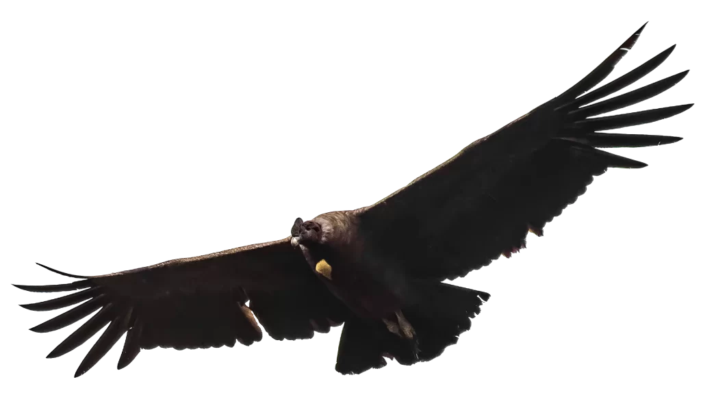 Condor Juvenil Volando