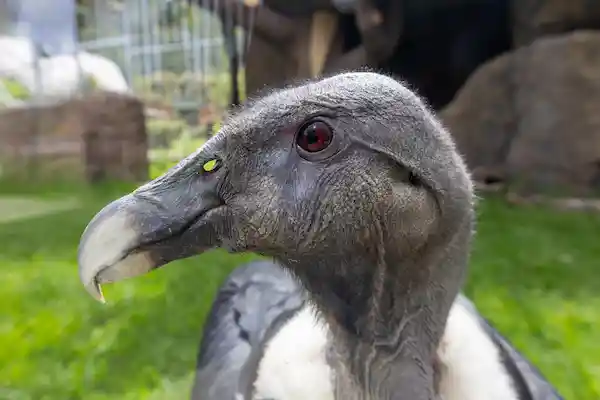 Cóndor Paulina - Bioparque Wakatá