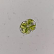 Ecoparque fitoplanton