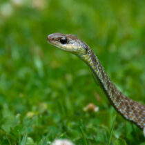 Ecoparque herpeto Ecoparque herpeto