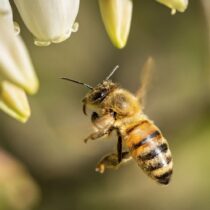 abeja 2 abeja 2