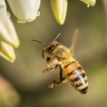 abeja 2 abeja 2