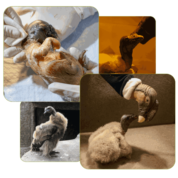 colage-fotos-Naturaleza fotos rafiki condor