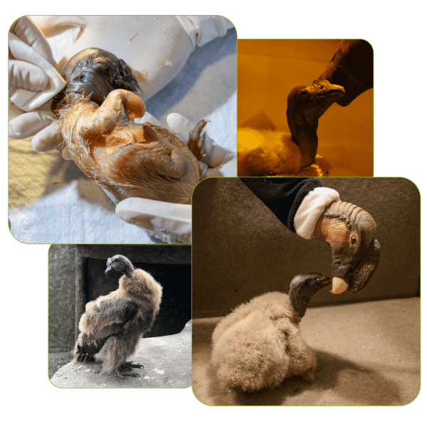 colage-fotos-Naturaleza fotos rafiki condor